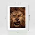 Plakat w ramie 40x50 - Władca Sawanny - lew, sawanna - rama biała