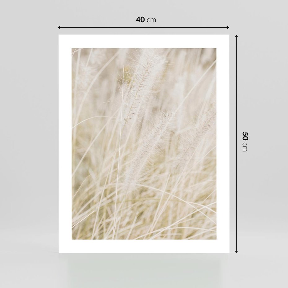 Plakat bez ramy 40x50 - Białe Trawy Pampas - suche trawy, białe trawy