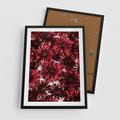 Plakat w ramie 50x70 - Energia Kwiatów - czerwone kwiaty, kompozycja - rama czarna