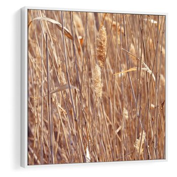 Obraz w ramie 50x50 - Mistrzowskie suche trawy - suche, trawy - rama biała