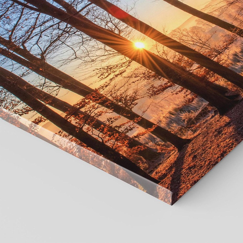 Obraz na płótnie 40x40 - Piękno lasu - las, drzewa