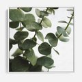 Obraz w ramie 80x80 - Zielone eukaliptusy - eukaliptus, liście - rama biała