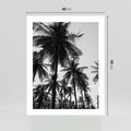 Plakat bez ramy 40x50 - Mono Tropiki - palmy, drzewa palmowe