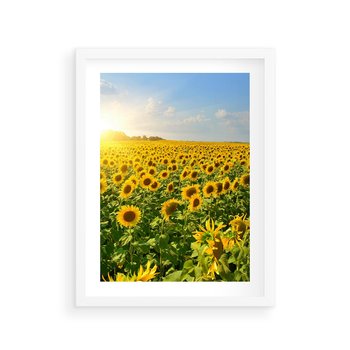 Plakat w ramie 30x40 - Idylla na łące słoneczników - łąka, słoneczniki - rama biała