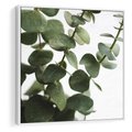 Obraz w ramie 80x80 - Zielone eukaliptusy - eukaliptus, liście - rama biała