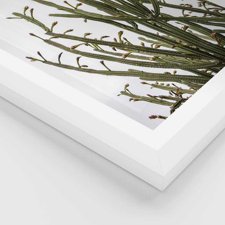Plakat w ramie 30x40 - Ekskluzywna Roślinność - kaktusy, liście - rama biała