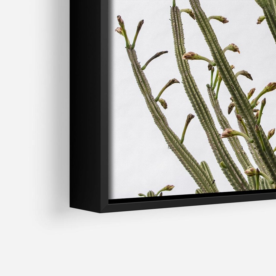 Obraz w ramie 50x50 - Ekskluzywna Roślinność - kaktusy, liście - rama czarna