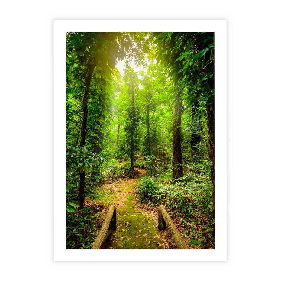 Plakat bez ramy 50x70 - Współistnienie z naturą - drzewa, las