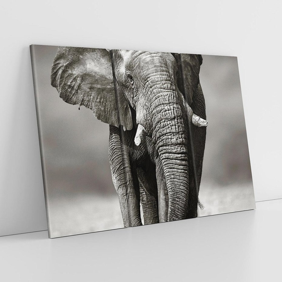 Obraz na płótnie 120x80 - Majestatyczny słoń Afryki - słoń, Afryka