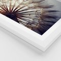 Plakat w ramie 50x70 - Makro piękno dmuchawca - makro, dmuchawiec - rama biała