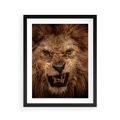 Plakat w ramie 40x50 - Władca Sawanny - lew, sawanna - rama czarna