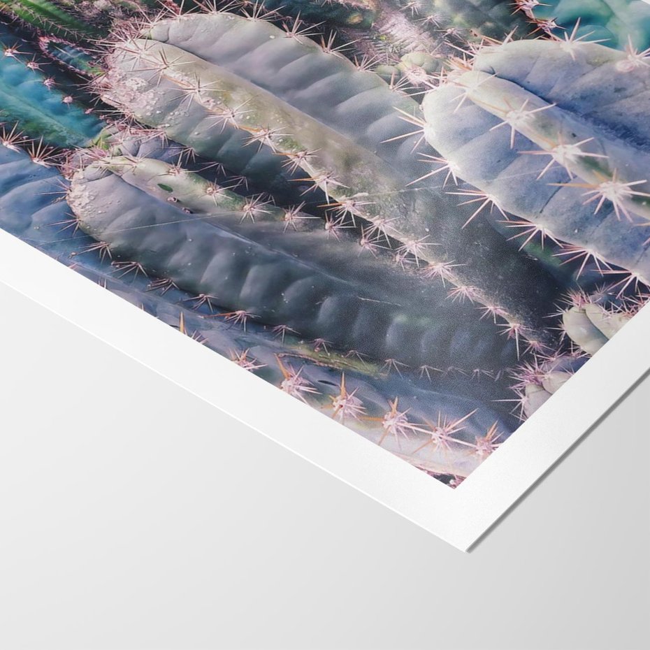 Plakat bez ramy 21x30 - Kaktusowy Raj - kaktusy, dużo kaktusów