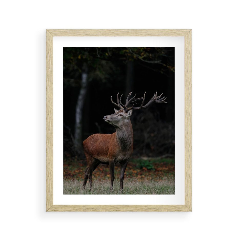Plakat w ramie 40x50 - Spotkanie z naturą - jeleń, las - rama drewno