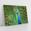 Obraz na płótnie 120x80 - Wspaniałość pawich piór - paw, pióra