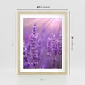 Plakat w ramie 40x50 - Fioletowa harmonia lawendy - lawenda, fiolet - rama drewno