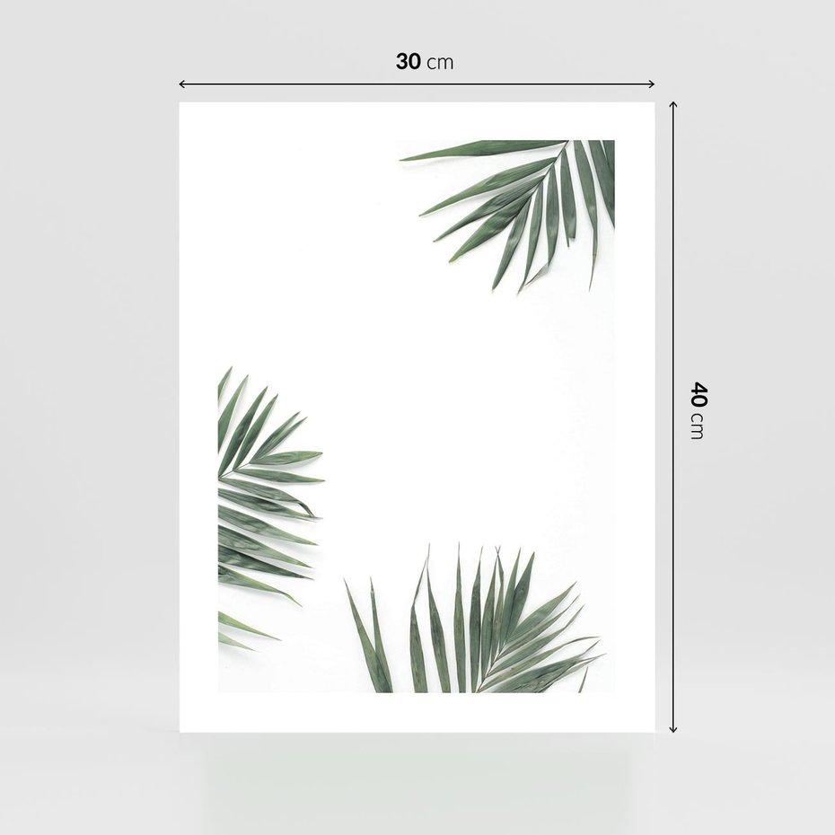 Plakat bez ramy 30x40 - Liście Palmy na Czystym Tle - liście palmy, białe tło