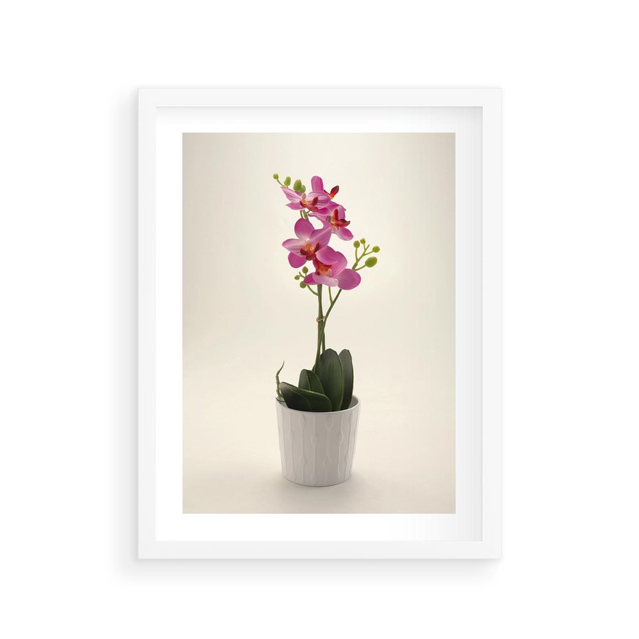 Plakat w ramie 30x40 - Delikatność storczyka orchidei - storczyk, orchidea - rama biała