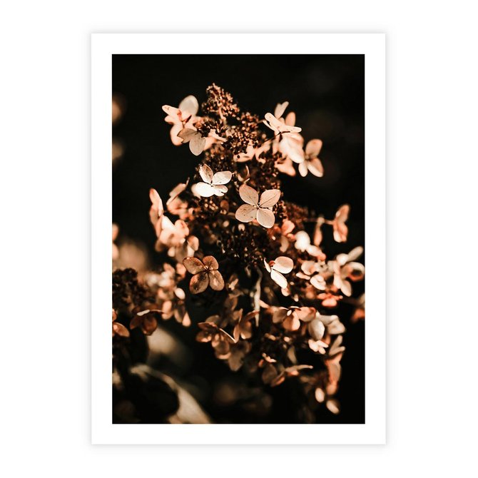 Plakat bez ramy 21x30 - Hortensja - Suchy Kwiat w Sztuce - hortensja, suchy kwiat
