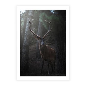 Plakat bez ramy 30x40 - Jeleń wśród lasu - jeleń, las