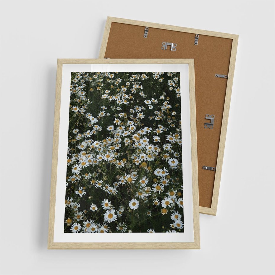 Plakat w ramie 50x70 - Stokrotkowa Idylla na Łące - łąka, stokrotki - rama drewno