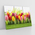 Obraz na płótnie 120x80 - delikatność kwiatowego świata - tulipany, kwiaty