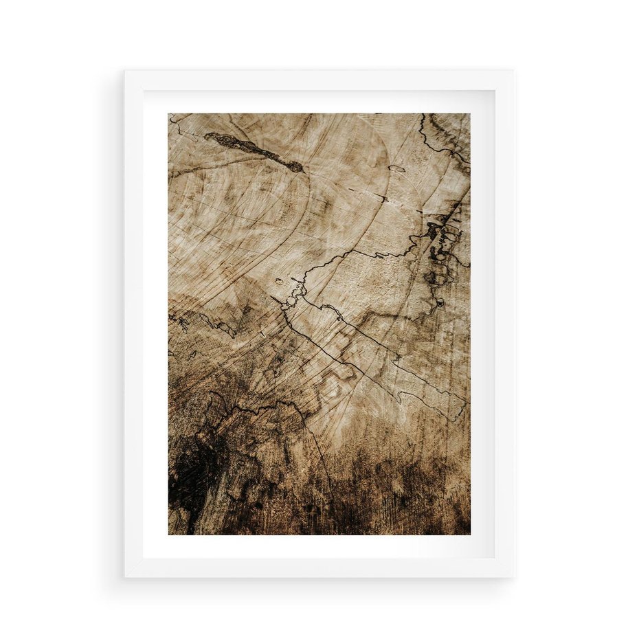 Plakat w ramie 50x70 - Słoje Natury - słoje drzewa, pieńdrzewa - rama biała
