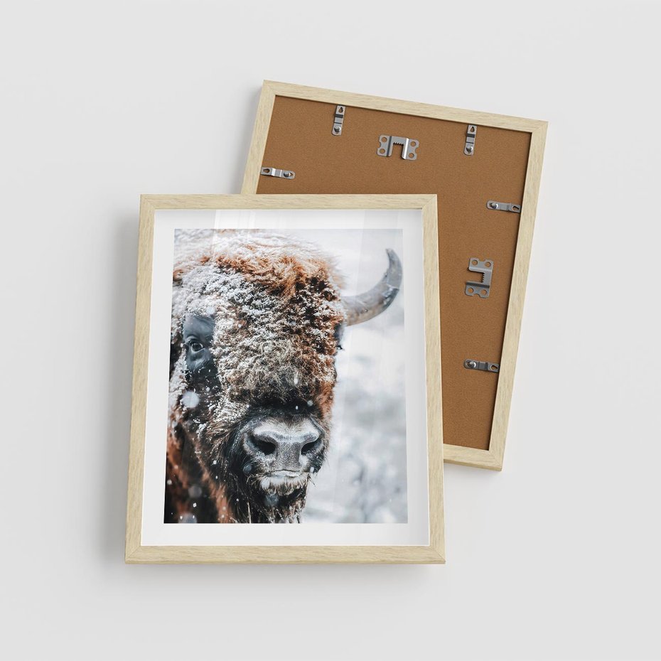 Plakat w ramie 40x50 - Żubr w Krainie Śniegu - żubr, zima - rama drewno