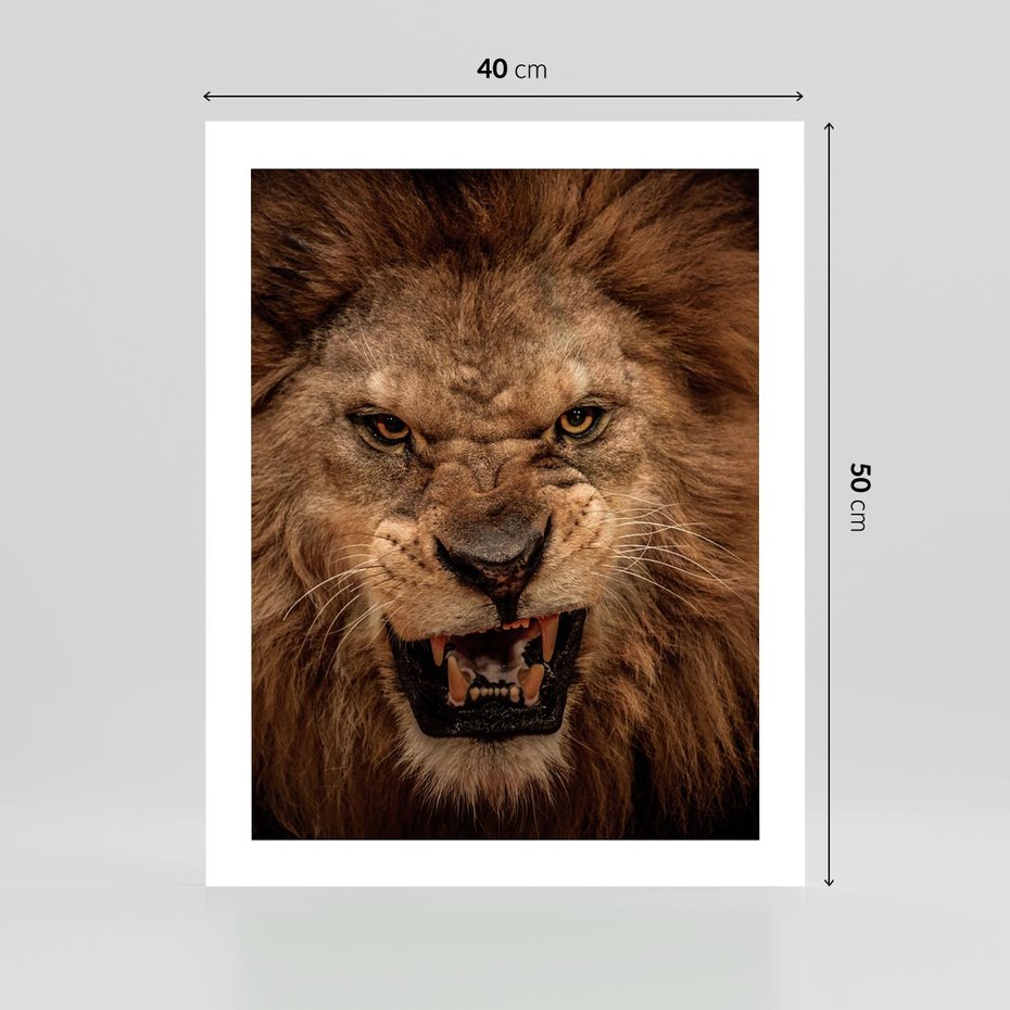 Plakat bez ramy 40x50 - Władca Sawanny - lew, sawanna