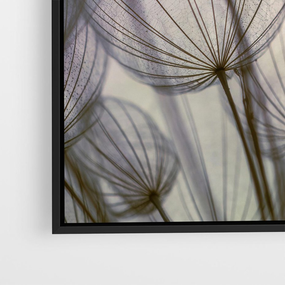 Obraz w ramie 50x50 - Makro dmuchawiec - piękno drobnych detali - dmuchawce, makro - rama czarna