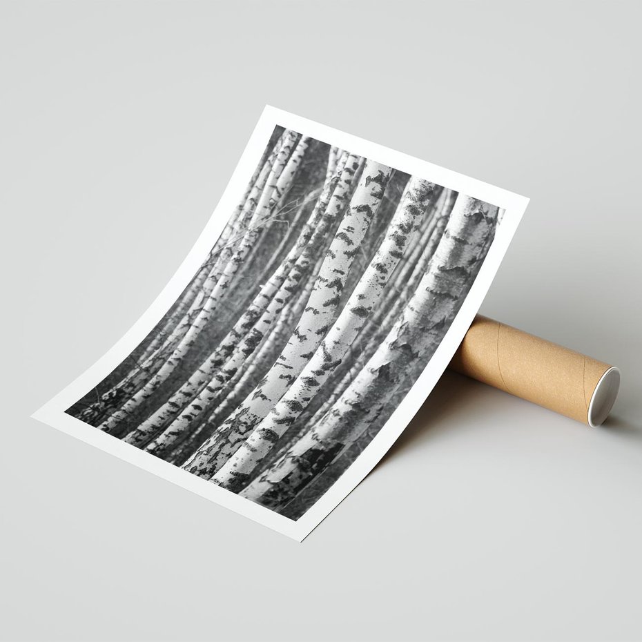 Plakat bez ramy 40x50 - Kontrast Monochromatyczny - brzozy, czarno