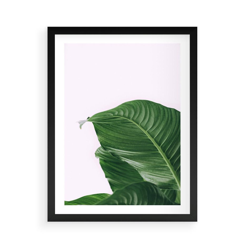 Plakat w ramie 50x70 - Zielone liście monstery - liście, monstera - rama czarna