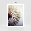 Plakat bez ramy 30x40 - Makro piękno dmuchawca - makro, dmuchawiec