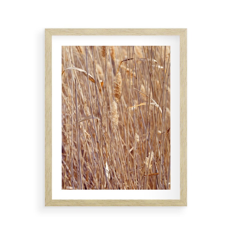 Plakat w ramie 40x50 - Mistrzowskie suche trawy - suche, trawy - rama drewno
