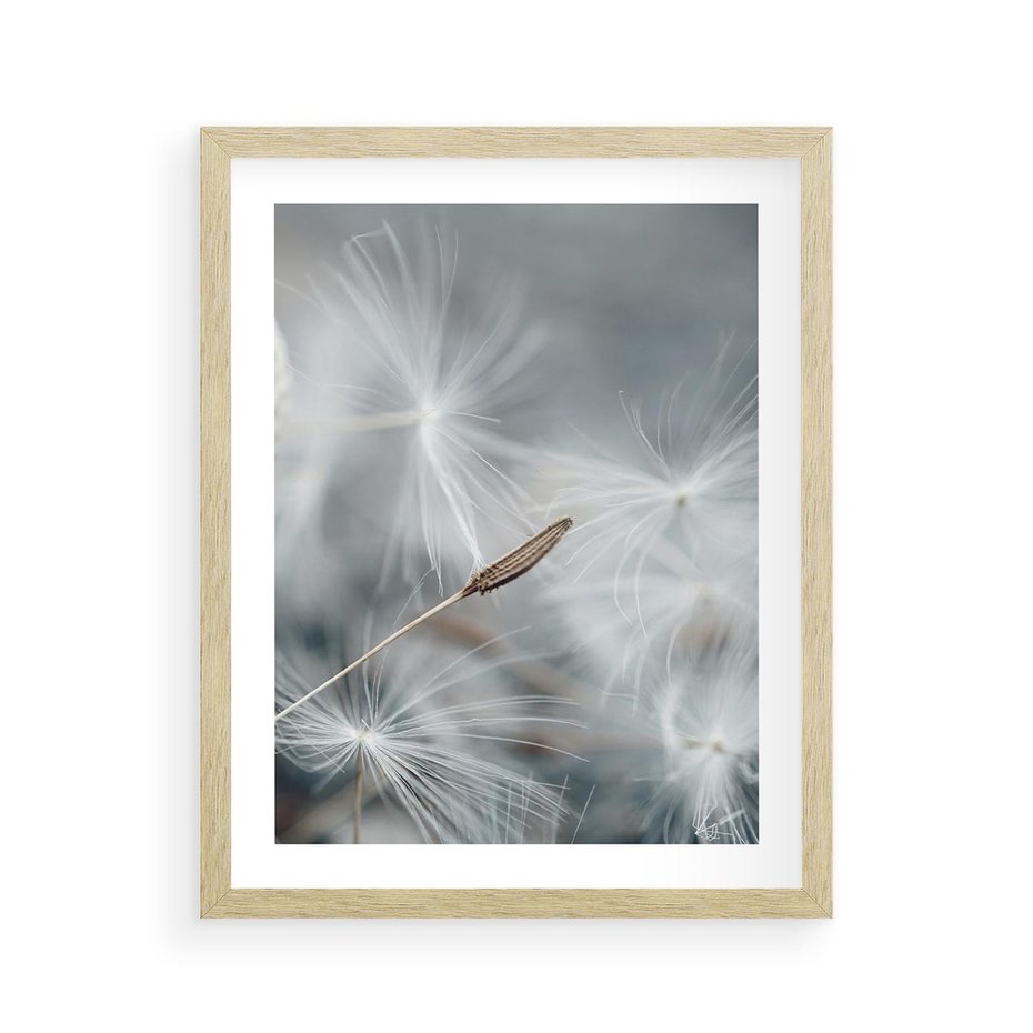 Plakat w ramie 40x50 - Piękno w Delikatności - dmuchawiec, makro zdjęcie - rama drewno