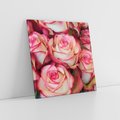 Obraz na płótnie 40x40 - Różany urok - kwiaty, róże