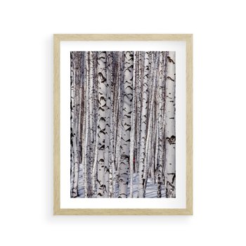 Plakat w ramie 30x40 - Lśniące Brzozy - brzozy, las - rama drewno
