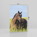 Obraz na płótnie 70x100 - Siła i piękno natury - koń, łąka
