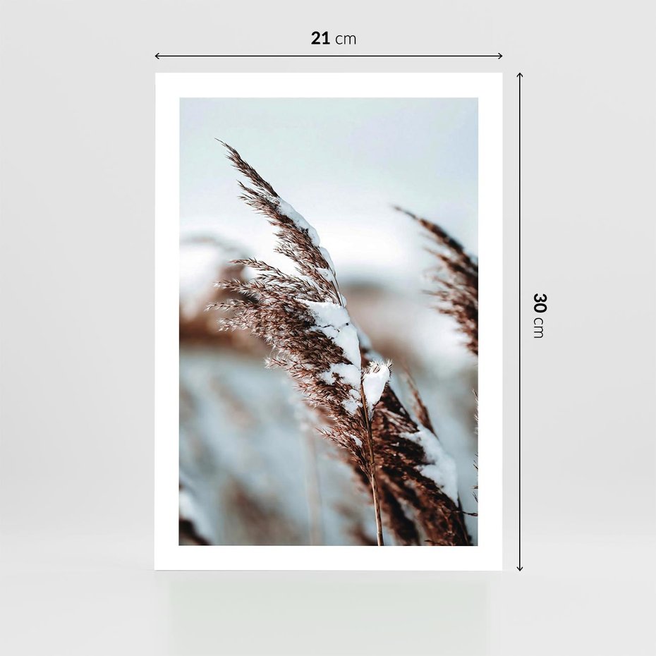 Plakat bez ramy 21x30 - Zima na Suchych Trawach - suche trawy, śnieg wysokich na trawach