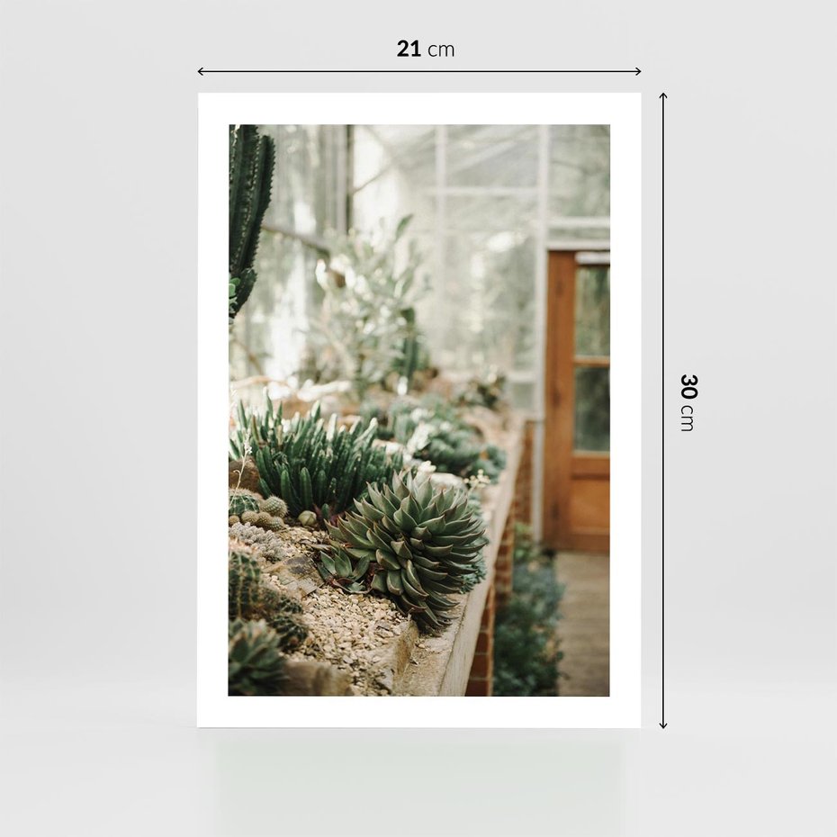 Plakat bez ramy 21x30 - Sukulenty w Szklarni - sukulenty, w szklarni