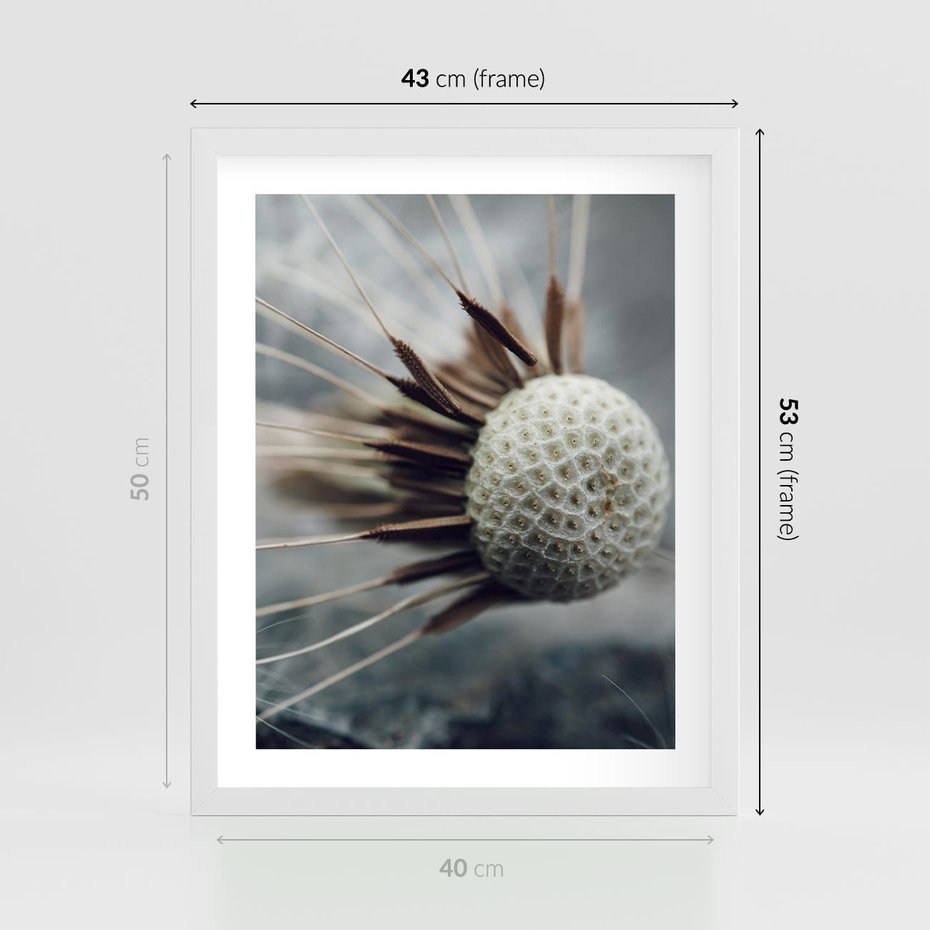 Plakat w ramie 40x50 - Makro Dmuchawiec - dmuchawiec, zbliżenie - rama biała