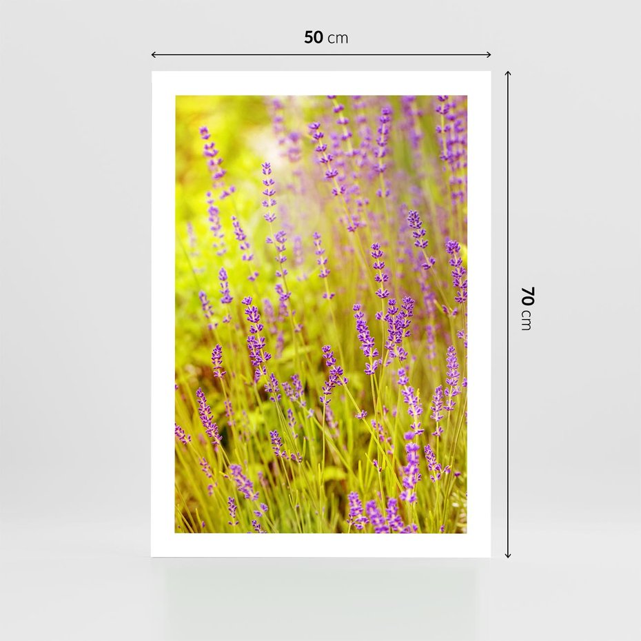 Plakat bez ramy 50x70 - Delikatność natury - lawenda, kwiaty