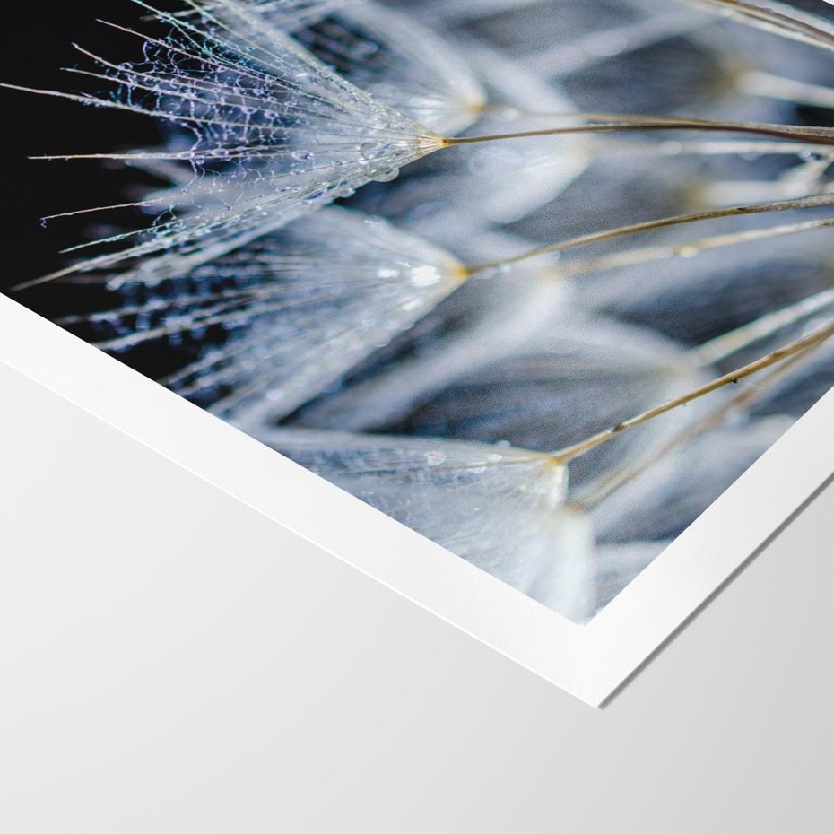 Plakat bez ramy 30x40 - Makro piękno dmuchawców - makro, dmuchawce