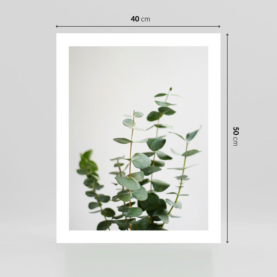 Plakat bez ramy 40x50 - Żywa eukaliptusowa zieleń - eukaliptus, zielone