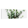 Obraz na płótnie 150x50 - Eukaliptusowa harmonia - eukaliptus, liście