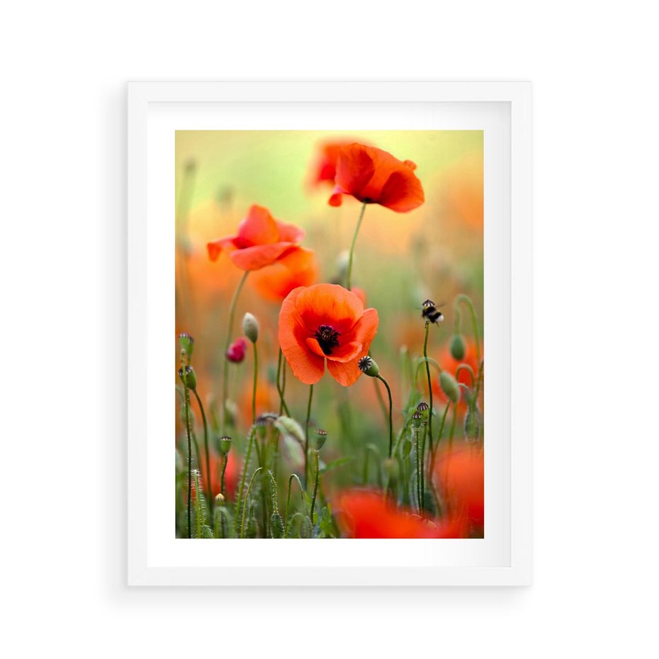 Plakat w ramie 40x50 - Makowa Pasja - maki, kwiaty - rama biała