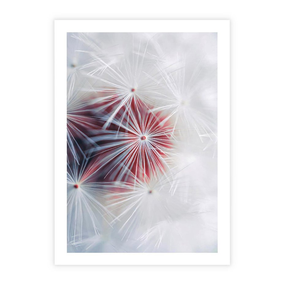 Plakat bez ramy 40x50 - Minimalistyczna Delikatność - zbliżenie, dmuchawce