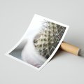 Plakat bez ramy 21x30 - Kaktus w Zbliżeniu - kaktus, igły