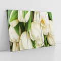 Obraz na płótnie 120x80 - Białe tulipany w pełnym rozkwicie - białe, tulipany