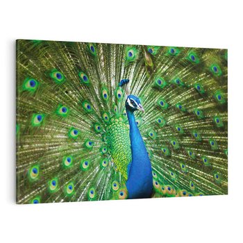 Obraz na płótnie 120x80 - Wspaniałość pawich piór - paw, pióra