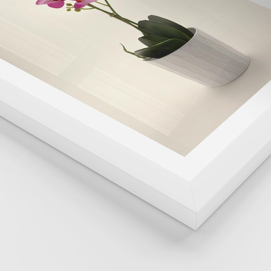 Plakat w ramie 40x50 - Delikatność storczyka orchidei - storczyk, orchidea - rama biała